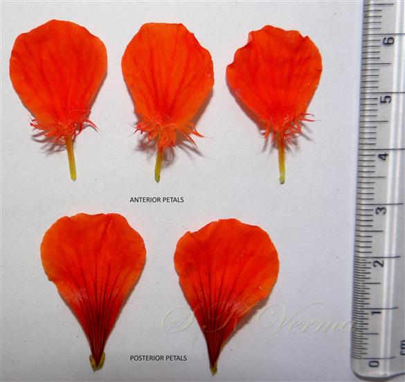 Petals